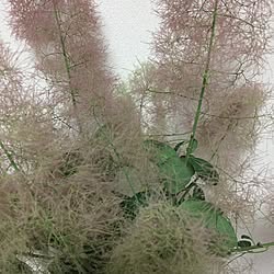 机/植物/日替わり投稿企画!木曜日/緑のある暮らし/花のある暮らし...などのインテリア実例 - 2017-06-09 00:08:46