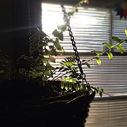 壁/天井/DIY/リノベーション/平屋/観葉植物　のインテリア実例 - 2014-04-15 12:33:21