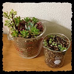 棚/OldPyrex/多肉植物のインテリア実例 - 2013-03-04 20:07:33