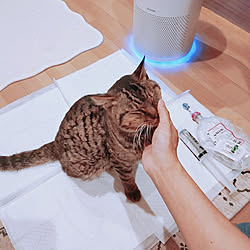 玄関/入り口/ねこと暮らす/猫と暮らす家/保護猫/ねこのいる日常...などのインテリア実例 - 2022-11-30 18:55:26