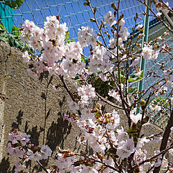 部屋全体/部屋じゃない/花に癒される/桜/ウォーキングスルーお花見のインテリア実例 - 2020-05-13 16:04:23