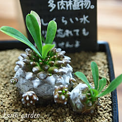 癒し/いいね！ありがとうございます♪/カメラマーク消し/フォロワー様に感謝です !/多肉植物...などのインテリア実例 - 2020-10-17 21:55:45