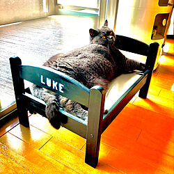 IKEA/ルーク/猫部屋/ねこのいる日常/猫と暮らす...などのインテリア実例 - 2021-06-13 13:38:46
