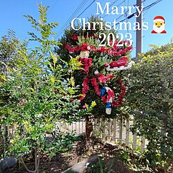 玄関/入り口/クリスマスツリー/モミの木/クリスマス/ブロカント...などのインテリア実例 - 2023-11-22 12:02:23