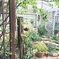 玄関/入り口/花/植物/ガーデニング/手作りの庭...などのインテリア実例 - 2016-05-07 19:31:11