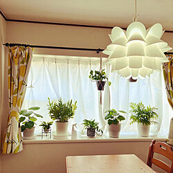 部屋全体/グリーンのある暮らし/出窓のグリーン/観葉植物のインテリア実例 - 2023-10-05 20:06:20