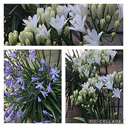 鉢植え/ガーデン/テラス/白い花は珍しい/ブルーは華やか...などのインテリア実例 - 2022-06-26 09:09:05