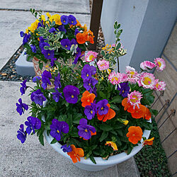 玄関/入り口/花のある暮らし/寄せ植え大好き♡/寄せ植え/穏やかな色が好き...などのインテリア実例 - 2022-04-23 05:10:50