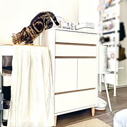 猫寒さ対策/IKEAワゴン/LOWYA家具/ロウヤ家具/猫こたつ...などのインテリア実例 - 2023-01-18 16:33:05