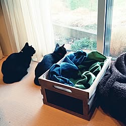 リビング/窓辺/猫/窓辺に猫/黒猫...などのインテリア実例 - 2016-12-21 07:37:52