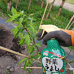 ガーデニング/家庭菜園/害虫対策/アースガーデン/野菜うまし...などのインテリア実例 - 2022-06-05 21:33:26