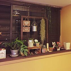 ベッド周り/出窓/DIY/多肉植物/観葉植物のインテリア実例 - 2016-07-04 21:46:55