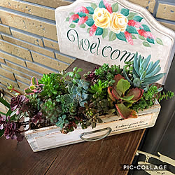 バス/トイレ/Part１/多肉植物寄せ植え/多肉植物♡/植物のある暮らし...などのインテリア実例 - 2018-11-26 17:05:43