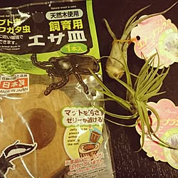 机/いつもいいねありがとうございます♡/RCの出会いに感謝♡/100円SHOP/ダイソー...などのインテリア実例 - 2016-05-28 21:13:53