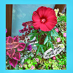玄関の花たち/タイタンビカスの花/夏/見てくれてうれしいです(๑•̀ㅁ•́ฅ✧/みなさんの優しさに感謝❤️...などのインテリア実例 - 2020-07-25 10:46:24