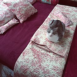 ベッド周り/猫用枕/ベッドスプレッド/クッションカバー/枕カバー...などのインテリア実例 - 2016-05-28 10:00:04