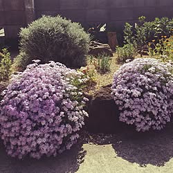 玄関/入り口/花のある生活/観葉植物/花壇 手作りのインテリア実例 - 2017-05-05 09:10:45