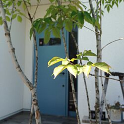 玄関/入り口/オーダードア/シンボルツリー/植物/Rustic...などのインテリア実例 - 2016-05-21 13:49:03