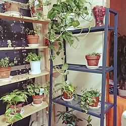 ベッド周り/IKEA/ひとり暮らし/観葉植物/植物のある暮らし...などのインテリア実例 - 2018-07-06 22:49:26