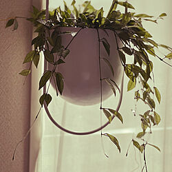 リビング/ikea plant pot/窓辺のインテリアのインテリア実例 - 2024-04-22 13:50:54