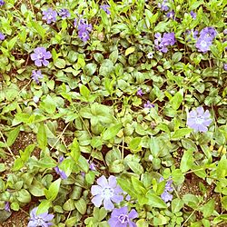 庭/お花のインテリア実例 - 2013-03-26 13:34:53