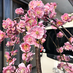 花のある暮らし/玄関/入り口のインテリア実例 - 2019-03-02 23:27:37