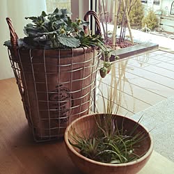 机/いちご栽培/エアープランツ/観葉植物/植物...などのインテリア実例 - 2015-01-22 09:16:04