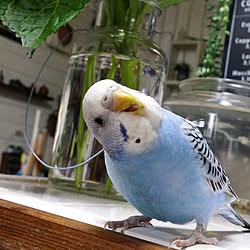 リビング/賃貸でも楽しく♪/インコと暮らす家/自己満足(￣^￣)ゞ/キキとララ...などのインテリア実例 - 2017-02-27 10:33:31