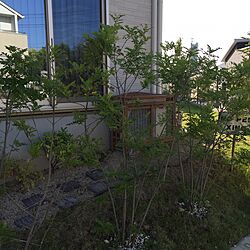 ガーデンアプローチ/シマトネリコ/庭/草木/ガーデンのインテリア実例 - 2016-06-10 23:55:23