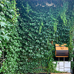植物のある暮らし/ナツヅタ/植物/グリーン/外壁...などのインテリア実例 - 2020-07-02 07:14:27