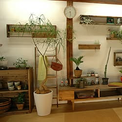 部屋全体/DIY/手作り/ドライフラワー/観葉植物...などのインテリア実例 - 2013-10-29 21:26:34