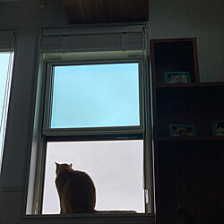窓と猫の物語2021withYKKAP/ねことここちよく暮らす/猫と暮らす/ねこのいる暮らし/猫6匹...などのインテリア実例 - 2021-11-24 20:53:01