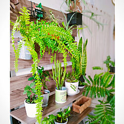 壁/天井/植物のある生活/植物が好き/観葉植物のインテリア実例 - 2020-08-08 06:28:13