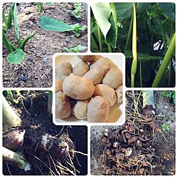 マヨネーズつけてこれから食べます♪/里芋初収穫♡/家庭菜園/ベット周りではないです/実りの秋...などのインテリア実例 - 2016-10-06 19:26:25