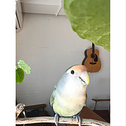 コザクラインコ/ギター/ウンベラータ/植物/リノベーション...などのインテリア実例 - 2022-10-12 21:24:08