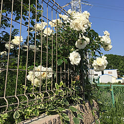 バラ/白薔薇/ナチュラル/アプローチ/花壇 手作り...などのインテリア実例 - 2019-05-24 07:50:33