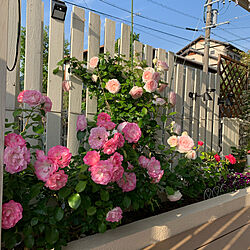 庭/バラ/ウッドデッキ/花壇/いちばん好きな空間❤️...などのインテリア実例 - 2020-05-23 07:05:20