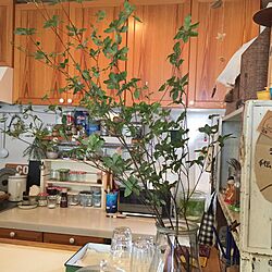 キッチン/観葉植物のインテリア実例 - 2016-09-23 22:41:24