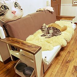 カフェ風/DIY/ねこ/猫と暮らす/椅子DIY...などのインテリア実例 - 2022-04-06 09:46:28