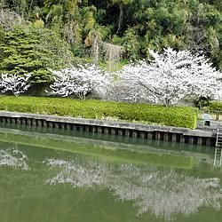 玄関/入り口/桜/インテリアじゃないですが…/植物のある暮らしのインテリア実例 - 2017-04-08 11:22:39