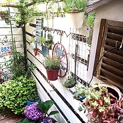 壁/天井/あじさい/リメイク缶/DIY/多肉寄せ植え♡...などのインテリア実例 - 2016-06-12 21:43:05