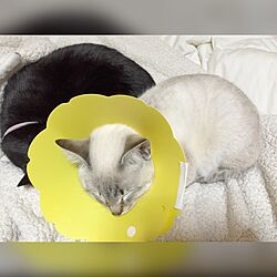 ベッド周り/黒猫/白猫/猫/ねこ部のインテリア実例 - 2016-02-17 21:06:37