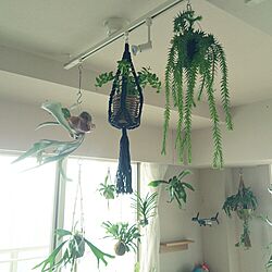 壁/天井/観葉植物/植物のインテリア実例 - 2015-07-01 13:45:41