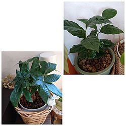 ベッド周り/ベッド周りではありませんが…/観葉植物/観葉植物のある暮らし/100均の観葉植物...などのインテリア実例 - 2023-03-15 13:24:09