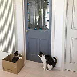 玄関/入り口/イギリスのアンティークドア/いつもいいねやコメントありがとう♡/猫のいる日常/猫のいる暮らし...などのインテリア実例 - 2017-02-11 11:36:45
