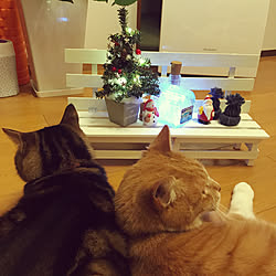 部屋全体/クリスマス/ねこのいる風景/ねこと暮らす/100均...などのインテリア実例 - 2017-11-19 21:58:09