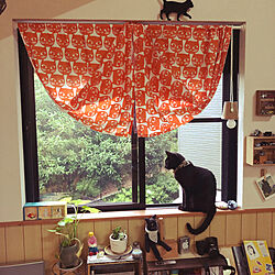 ダイソーライトにダイソー鉢で傘/窓辺の猫/IKEA猫柄カーテン/ねこのいる風景/黒猫ミースケ...などのインテリア実例 - 2021-07-12 22:09:32