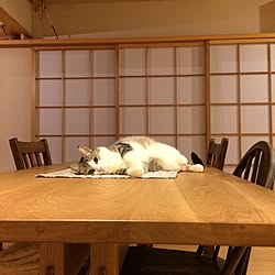 机/ねこと暮らす。/ダイニングテーブルのインテリア実例 - 2017-02-05 21:12:26