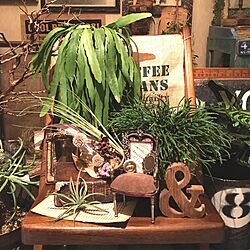植物好き/グリーンのある暮らし/植物のある部屋/植物と雑貨で楽しむインテリア/NO GREEN NO LIFE...などのインテリア実例 - 2016-04-01 04:45:25