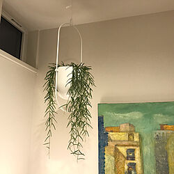 リプサリス/IKEA/北欧ナチュラル/観葉植物のある暮らし/観葉植物...などのインテリア実例 - 2021-09-23 08:33:19